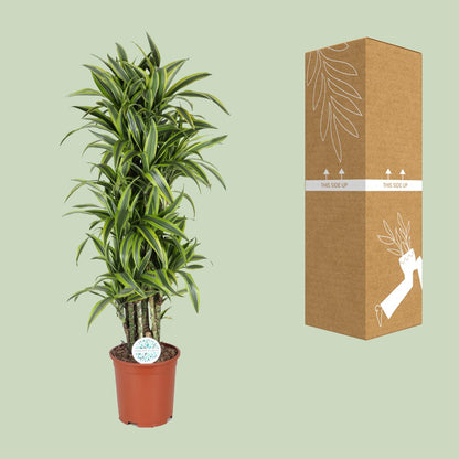 Dracaena Deremensis Lemon Lime - Ø27cm - ↕120cm - Pflanzfix24
