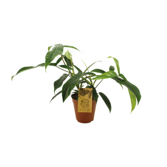 Philodendron 69686 'bette waterbury' - Ø15cm - ↕50cm - Pflanzfix24