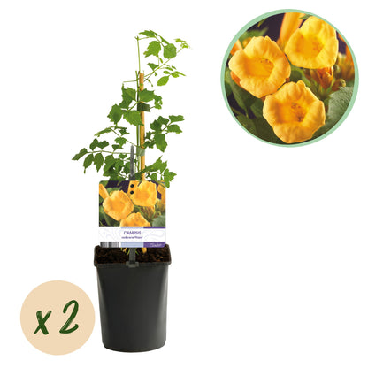 Green boutiQ - pflanzfix24 Campsis radicans Flava – 2x Trompetenblume gelb
