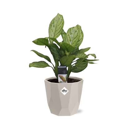 Aglaonema Christina in ELHO b.for rock 14 cm warm grey - Pflanzfix24