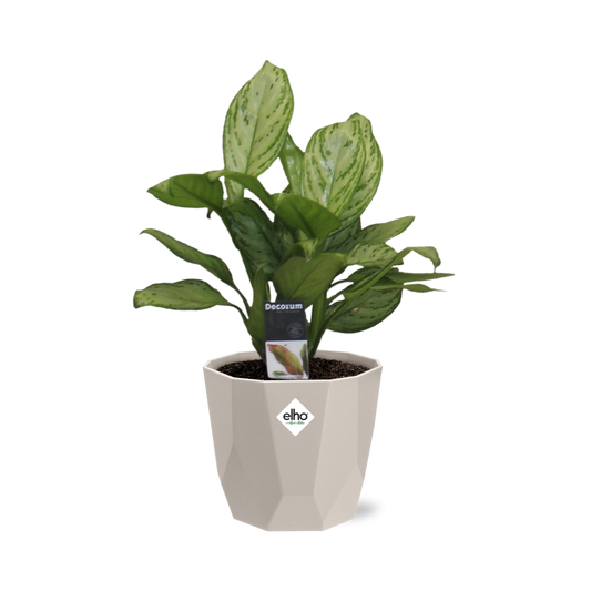 Aglaonema Christina in ELHO b.for rock 14 cm warm grey - Pflanzfix24