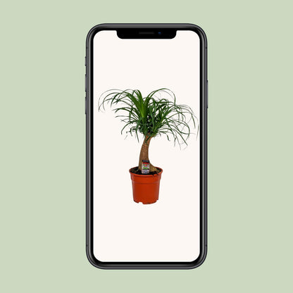 Beaucarnea Recurvata - Ø17cm - ↕55cm - Pflanzfix24