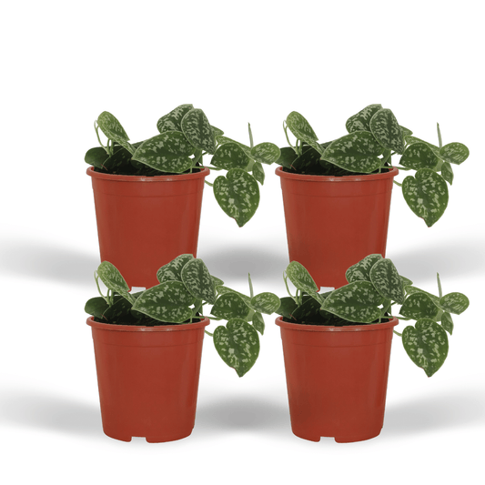 4x Scindapsus Pictus - Epipremnum - 5cm - ø12 bei Pflanzfix24.de - Pflanzfix24.de