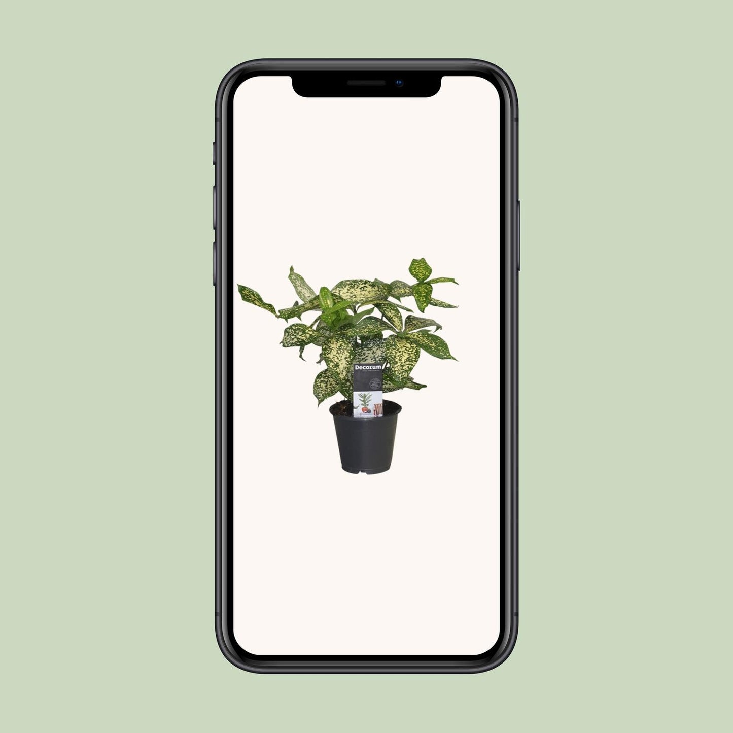 Dracaena Godsefiana - Ø12cm - ↕25cm - Pflanzfix24