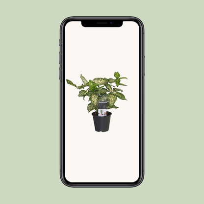 Dracaena Godsefiana - Ø12cm - ↕25cm - Pflanzfix24