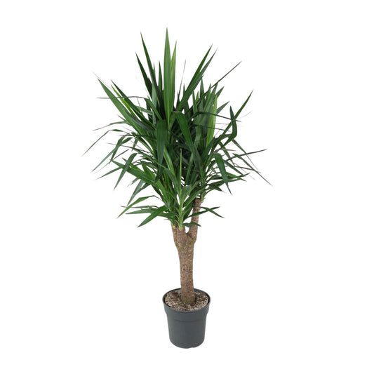 Yucca Elephantipes 150 cm vertakt – Pflanzfix24.de - Pflanzfix24.de