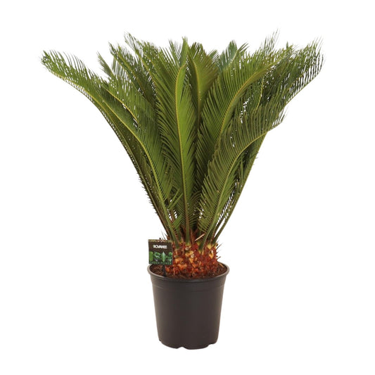 Cycas Revoluta - Ø24 ↕90 von Pflanzfix24