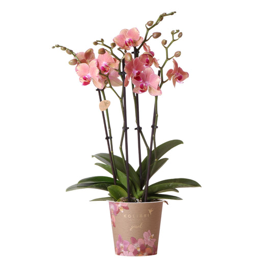 Orange-rosa Phalaenopsis Orchidee - Topfgröße Ø12cm - Pflanzfix24