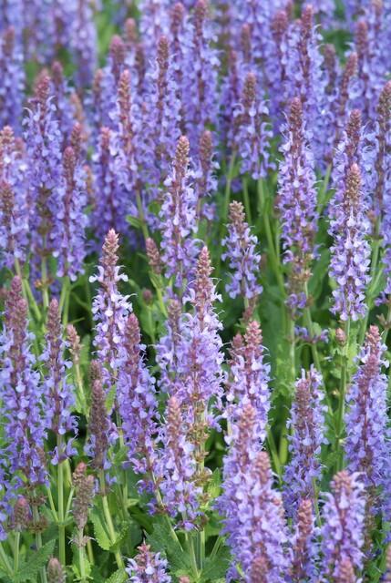 20x Salvia nem. 'Caradonna' - ↕10-25cm - Ø9cm - Pflanzfix24.de - Pflanzfix24.de
