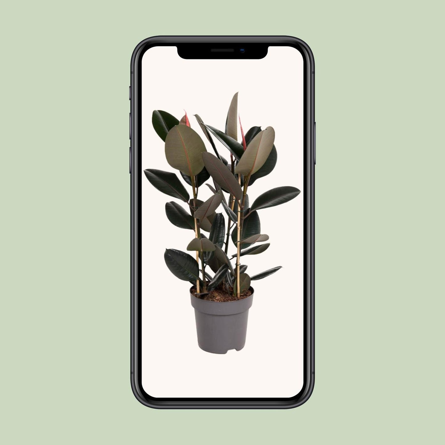 Ficus Elastica Abidjan - Ø27cm - ↕90cm - Pflanzfix24
