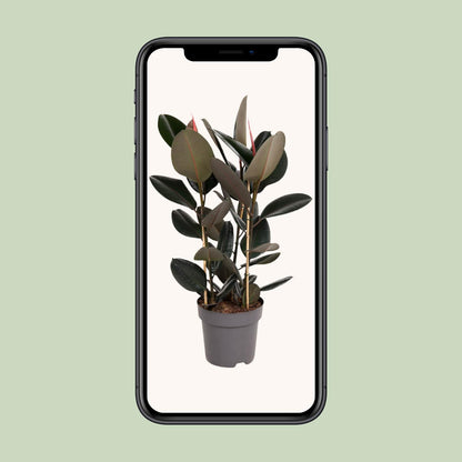 Ficus Elastica Abidjan - Ø27cm - ↕90cm - Pflanzfix24