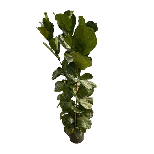Ficus Lyrata struik - 180 cm - Ø30 von Pflanzfix24