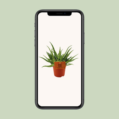 Aloe Spider - Ø10,5 ↕15 bei Pflanzfix24.de - Pflanzfix24.de