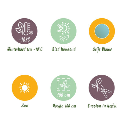 pflanzfix24 - Eukalyptusbaum - Eucalyptus gunnii - Grau - 2 Pflanzen - Winterhart