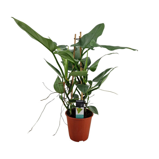 Philodendron Grey - Ø19cm - ↕75cm - Pflanzfix24
