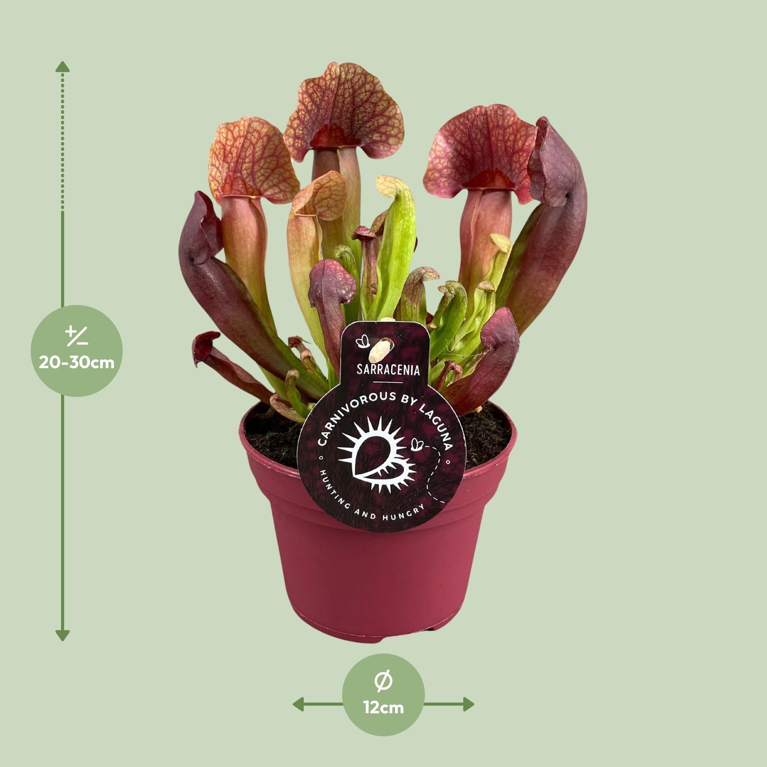 Sarracenia Catesbaei – Fleischfressende Pflanze – Pflanzfix24.de - Pflanzfix24.de
