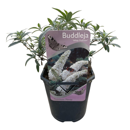 Pflanzfix24.de - Schmetterlingsstrauch - Buddleja Davidii White Profusion - Blüte Weiß - 1 Pflanze - Topf 17cm - Pflanzfix24.de
