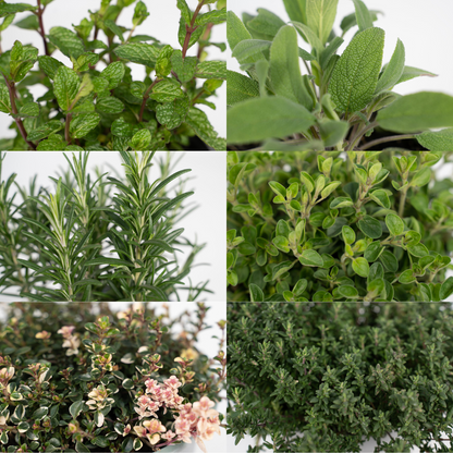 Gartenkräutermischung 4er Set Ø14cm – Frische Kräuter | Pflanzfix24.de - Pflanzfix24.de
