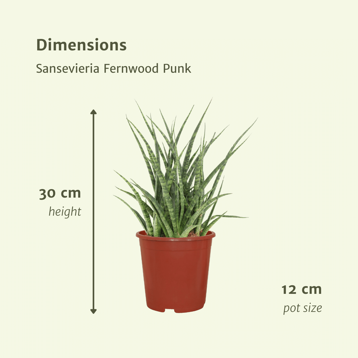 Sansevieria Fernwood Punk (Frauenzunge) - 2 Stücke - Ø12cm - ↕30cm - Pflanzfix24