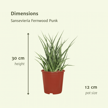 Sansevieria Fernwood Punk (Frauenzunge) - 2 Stücke - Ø12cm - ↕30cm - Pflanzfix24