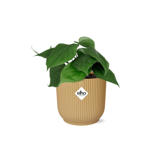 Philodendron Scandens in ELHO Vibes 14cm gelber Topf | Pflanzfix24.de