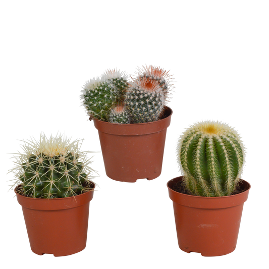 Bolcactus-Mischung 8,5 cm - zonder pot - Pflanzfix24.de - Pflanzfix24.de