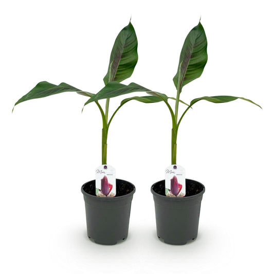 Bananenpflanze Musa sikkimensis Red Tiger - 2 Pflanzen - Pflanzfix24