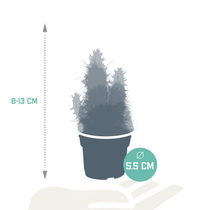 Cactus en vetplanten Mischung 5,5 cm | 15 stück - zonder pot bei Pflanzfix24.de - Pflanzfix24.de