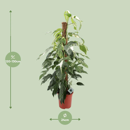 Epipremnum Pinnatum Albo Variegata - Ø24cm - Pflanzfix24.de - Pflanzfix24.de