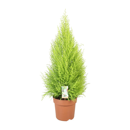 Cupressus Goldcrest Wilma - Ø21cm - ↕90cm - Pflanzfix24.de - Pflanzfix24.de