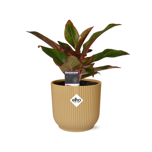 Aglaonema Crete in ELHO Vibes Fold 14cm geel - Pflanzfix24