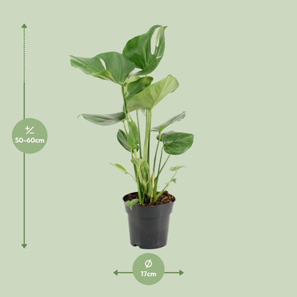 Monstera Deliciosa Ø17cm, 60cm – Pflanzfix24