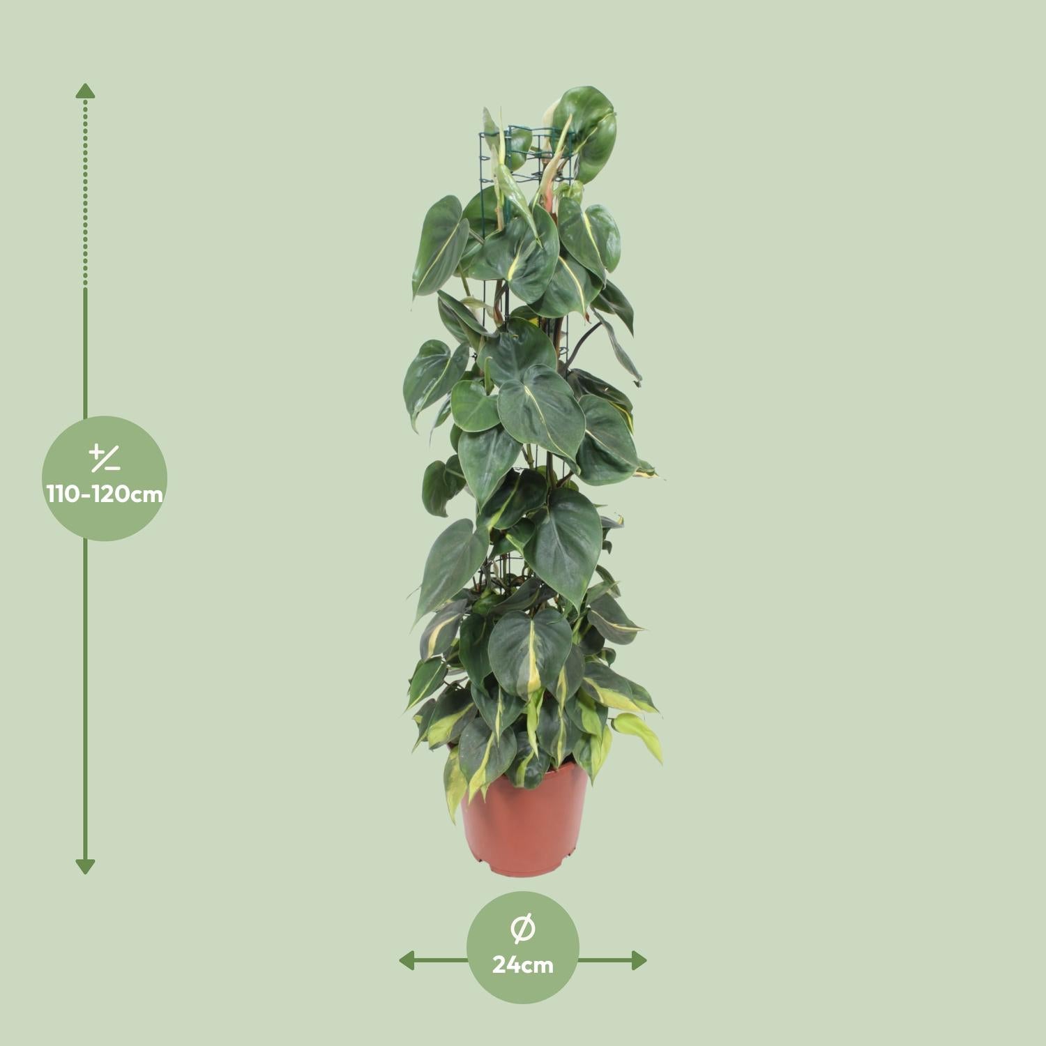 Philodendron Scandens Brasil 120cm Ø24cm | Pflanzfix24.de - Pflanzfix24.de