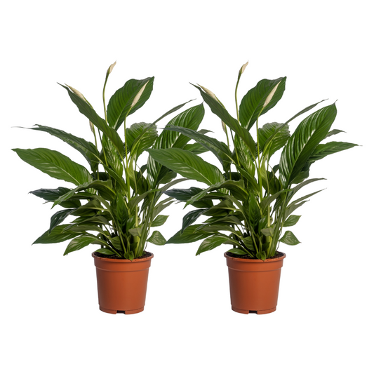 Spathiphyllum Vivaldi 2er Set Ø17cm – Friedenslilie | pflanzfix24.de - Pflanzfix24.de
