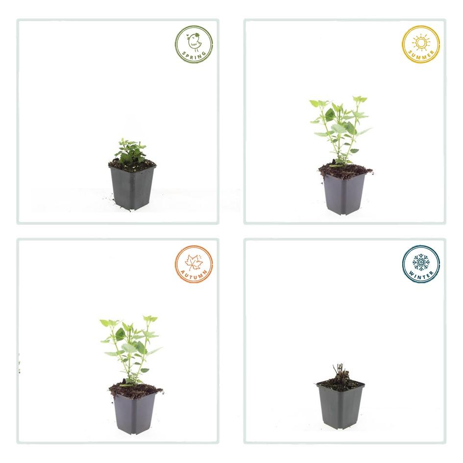 24x Agastache 'Blue Fortune' - Pflanzfix24