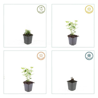 24x Agastache 'Blue Fortune' - Pflanzfix24