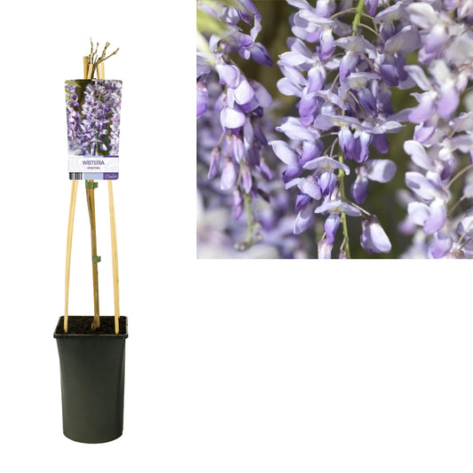 Wisteria Sinensis Chinesischer Blauregen - Ø17cm - ↕75cm - Pflanzfix24