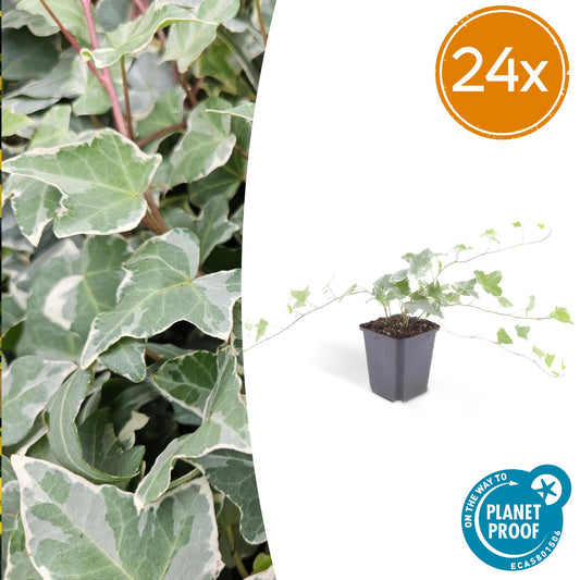 24x Hedera helix 'Glacier' - ↕10-25cm - Ø9cm - Pflanzfix24