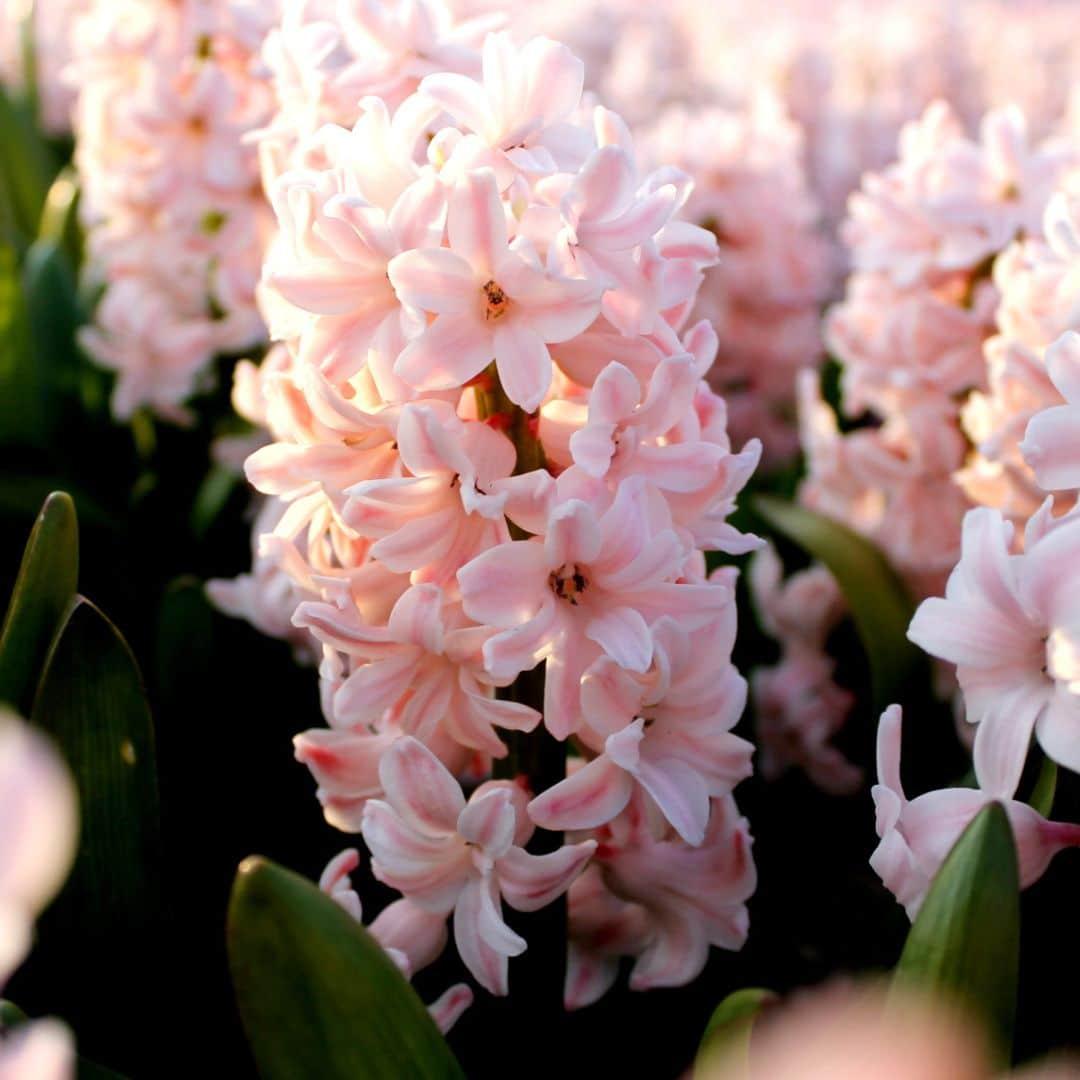 Hyazinthe China Pink - 10 Blumenzwiebeln - Größe 14/15 - Pflanzfix24