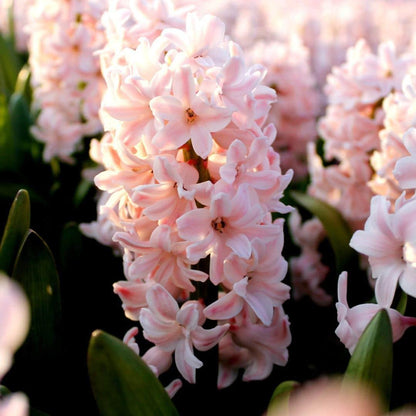 Hyazinthe China Pink - 10 Blumenzwiebeln - Größe 14/15 - Pflanzfix24