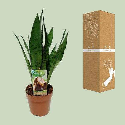 Sansevieria Zeylanica - Ø17cm - Pflanzfix24