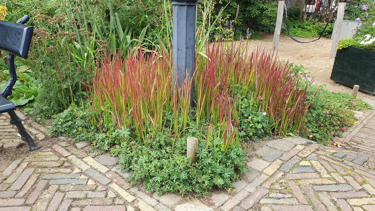 40x Imperata cylindrica 'Red Baron' - ↕10-25cm - Ø9cm