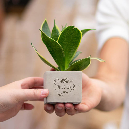 Congreet plantpots + Sansevieria | Veel geluk - Pflanzfix24.de - Pflanzfix24.de