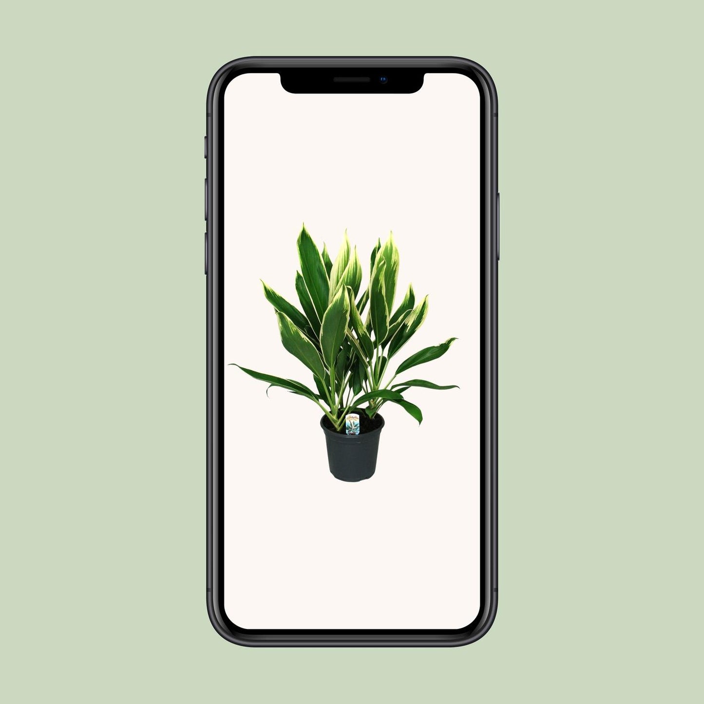 Cordyline New Conga - Ø19cm - ↕60cm von Pflanzfix24