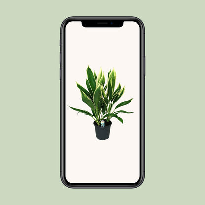Cordyline New Conga - Ø19cm - ↕60cm von Pflanzfix24
