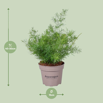 Asparagus Sprengeri - Ø15cm - ↕45cm bei Pflanzfix24