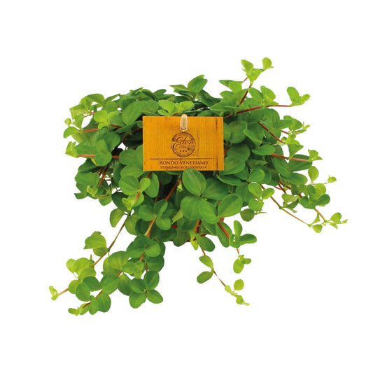 Peperomia Rotundifolia Ø11cm – Kompakt & Pflegeleicht | Pflanzfix24.de - Pflanzfix24.de