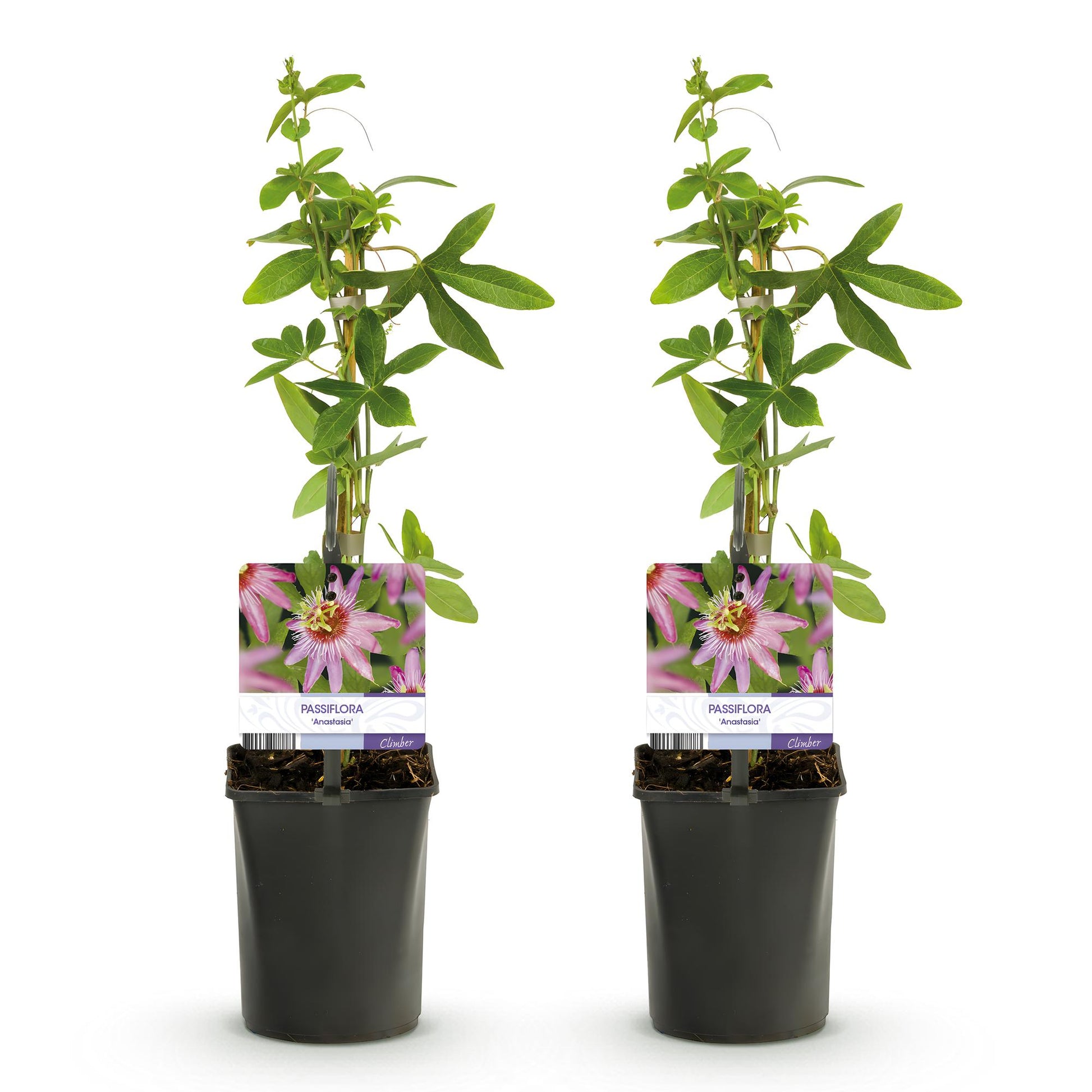 Pflanzfix24.de - Passionsblume - Passiflora Anastasia - Blume Rosa - Wenig Pflege - 2 Pflanzen - Topf 11cm Höhe 40cm - Pflanzfix24.de