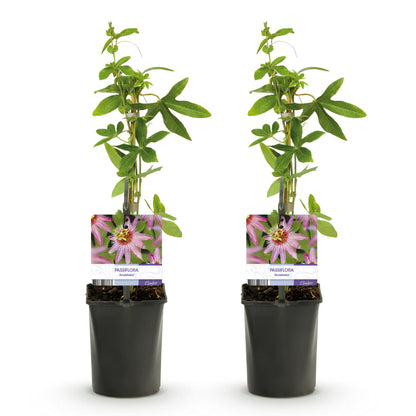 Pflanzfix24.de - Passionsblume - Passiflora Anastasia - Blume Rosa - Wenig Pflege - 2 Pflanzen - Topf 11cm Höhe 40cm - Pflanzfix24.de