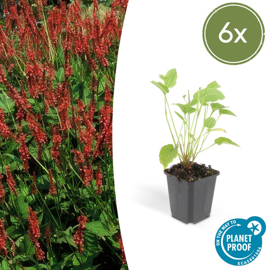 6x Persicaria amplexicaulis - ↕10-25cm - Ø9cm bei Pflanzfix24.de - Pflanzfix24.de